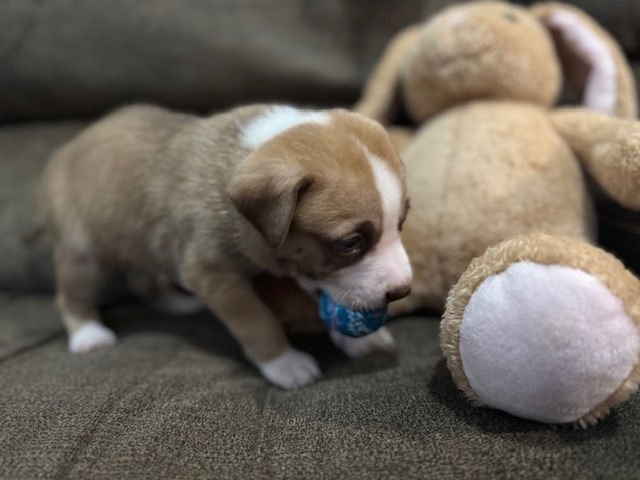 Bahl / Texas - Photo 3