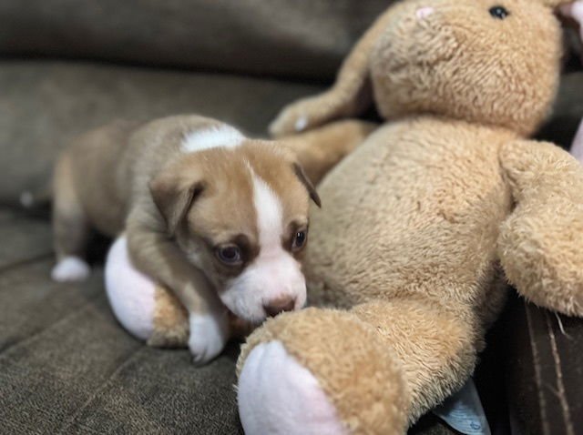 Bahl / Texas - Photo 4