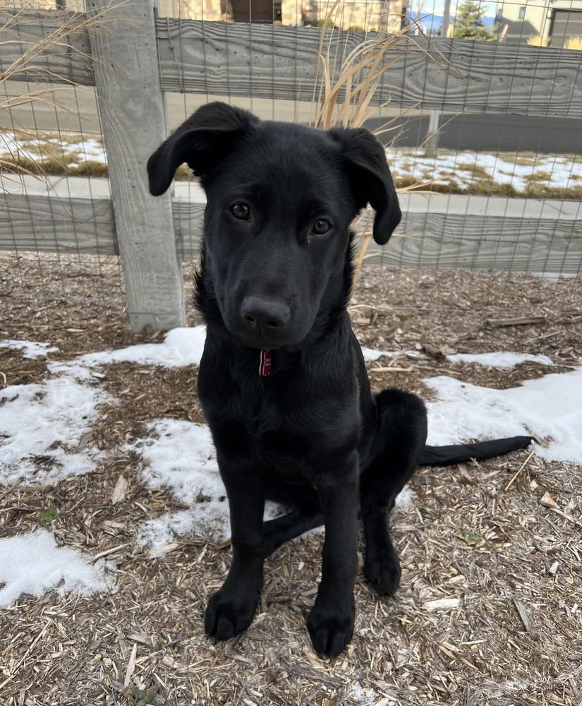 UMBERGER / PETUNIA / ZARA - Labrador Retriever / German Shepherd Dog available for adoption