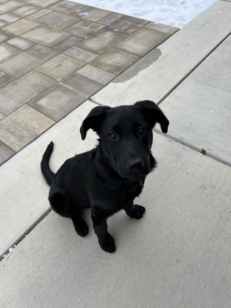 UMBERGER / PETUNIA / ZARA - Labrador Retriever / German Shepherd Dog available for adoption