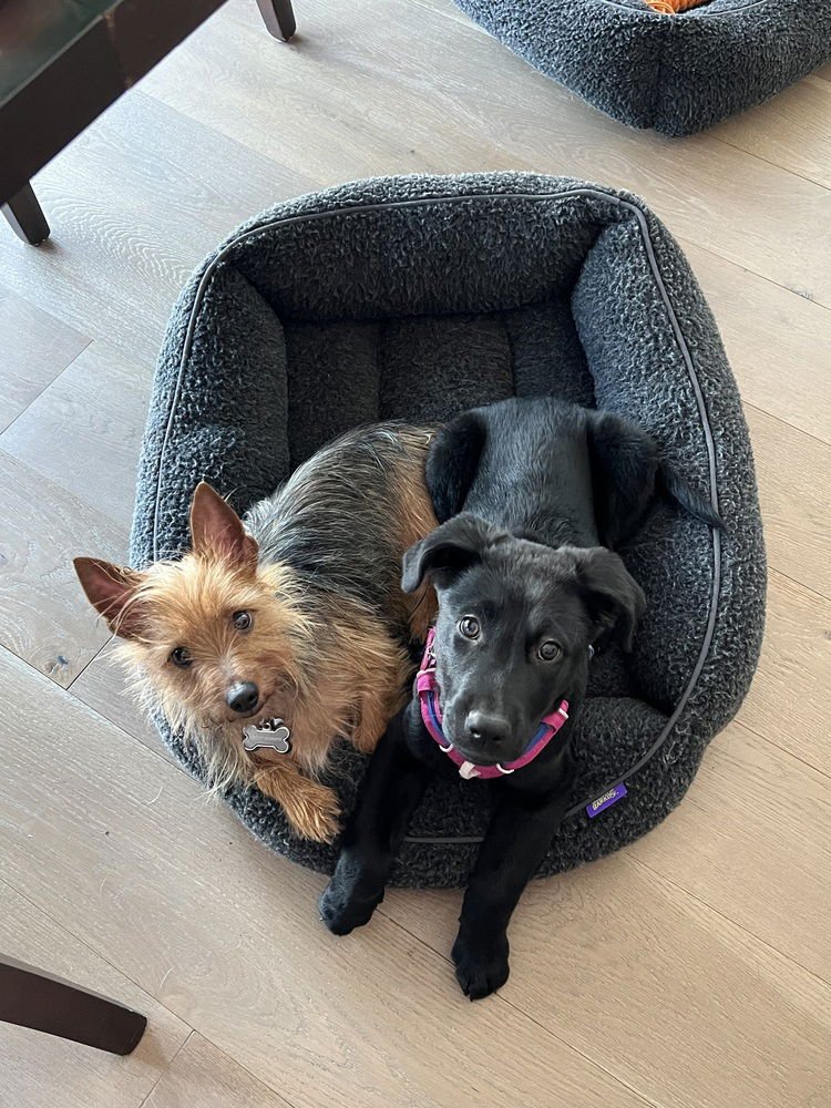 Umberger / Petunia / Zara - Photo 3