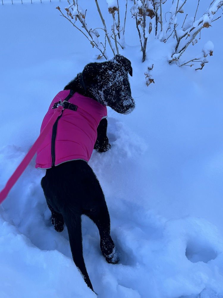 Umberger / Petunia / Zara - Photo 4