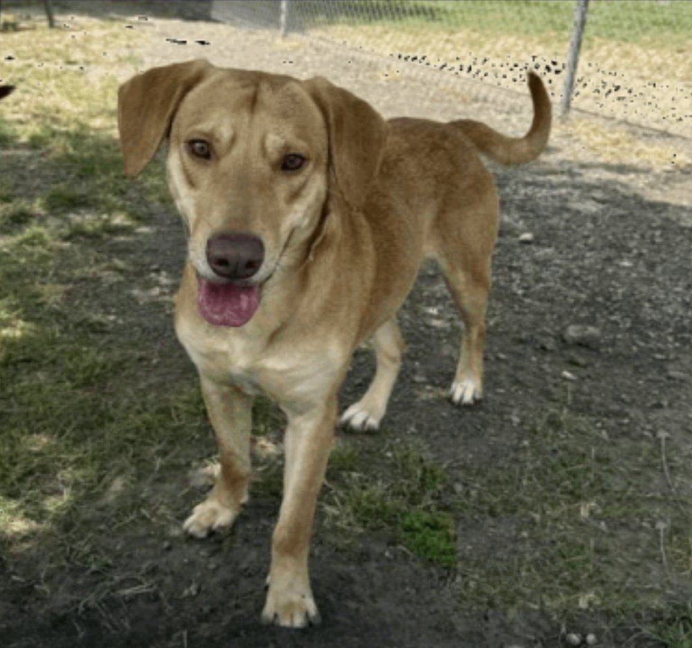 BOILEAU / RIVER - Labrador Retriever / Terrier available for adoption
