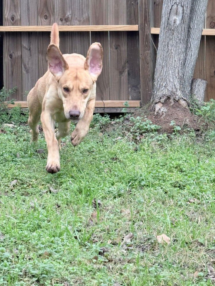 BOILEAU / RIVER - Labrador Retriever / Terrier available for adoption