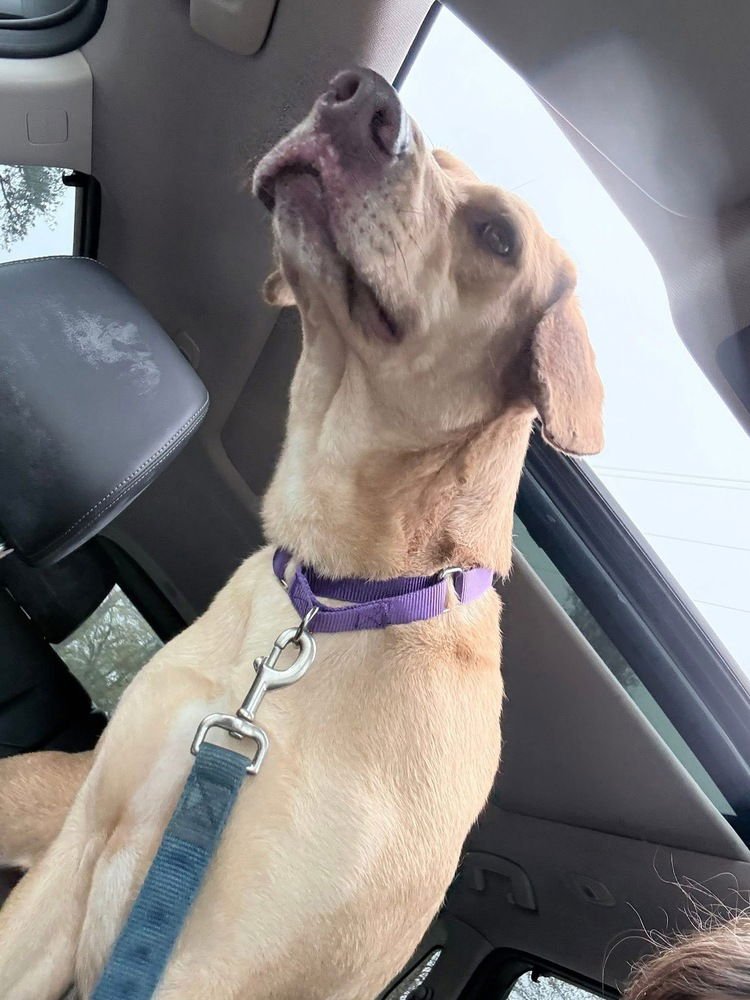 Boileau / River - Photo 3