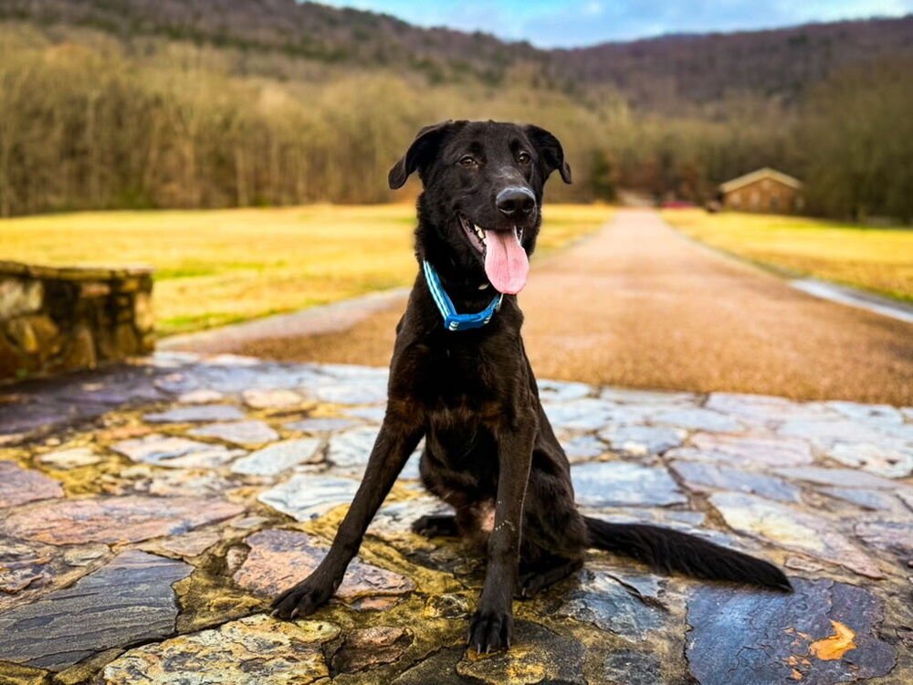BEISLER / DAYTON - Labrador Retriever / Terrier available for adoption