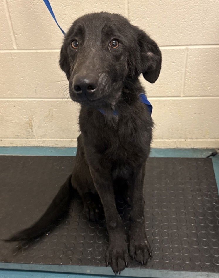 BEISLER / DAYTON - Labrador Retriever / Terrier available for adoption