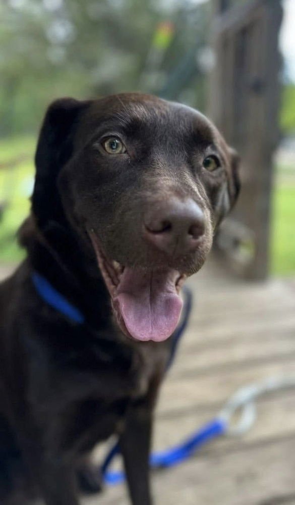 BOISVERT / MAMA CHARLIE - Labrador Retriever / Terrier available for adoption