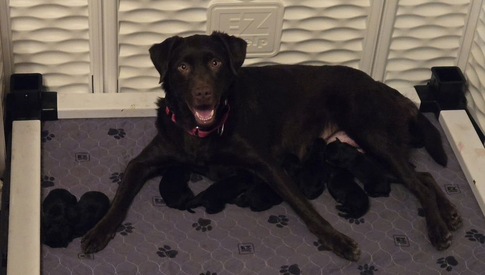 BOISVERT / MAMA CHARLIE - Labrador Retriever / Terrier available for adoption