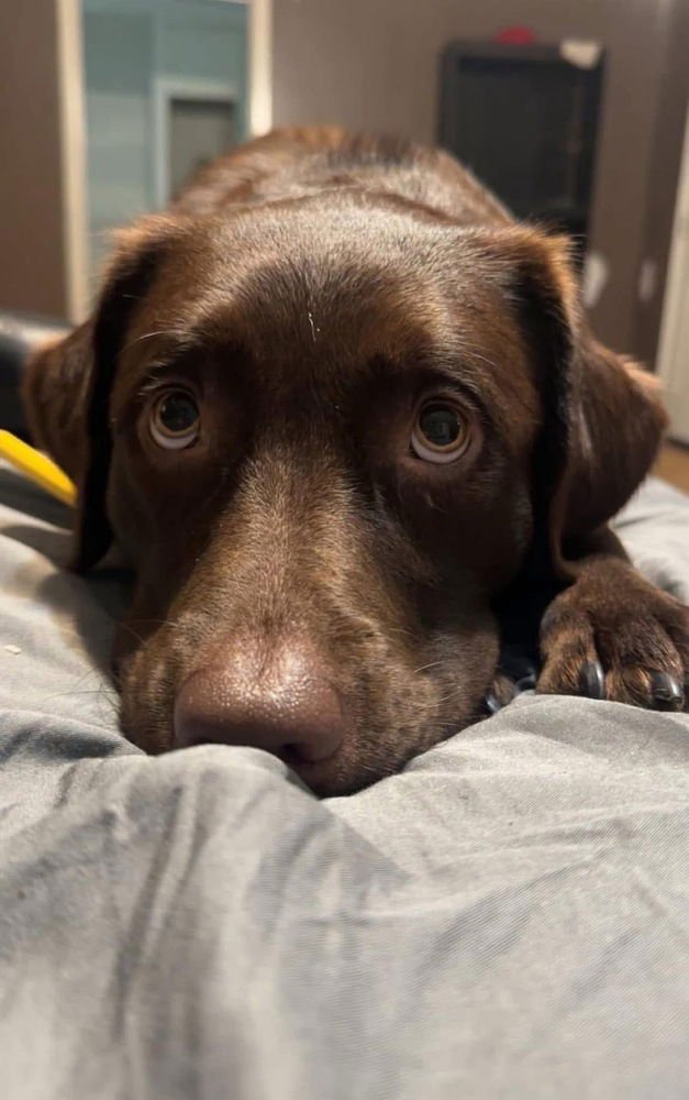 Boisvert / Mama Charlie - Photo 3