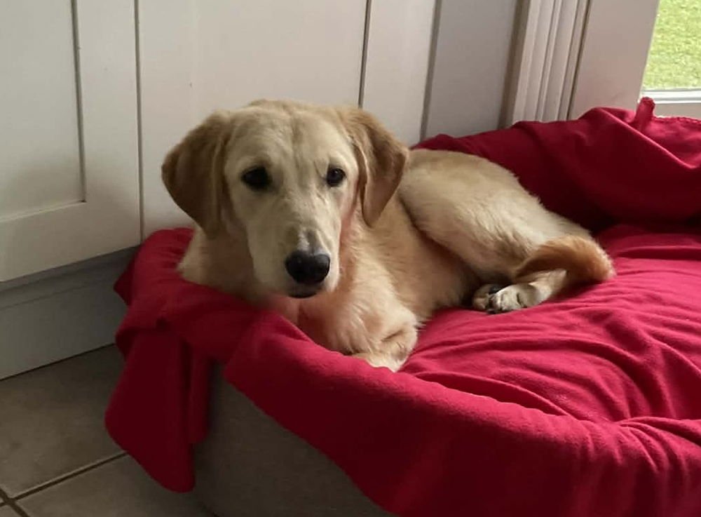 BEAUPRE / DAISY - Labrador Retriever / Terrier available for adoption