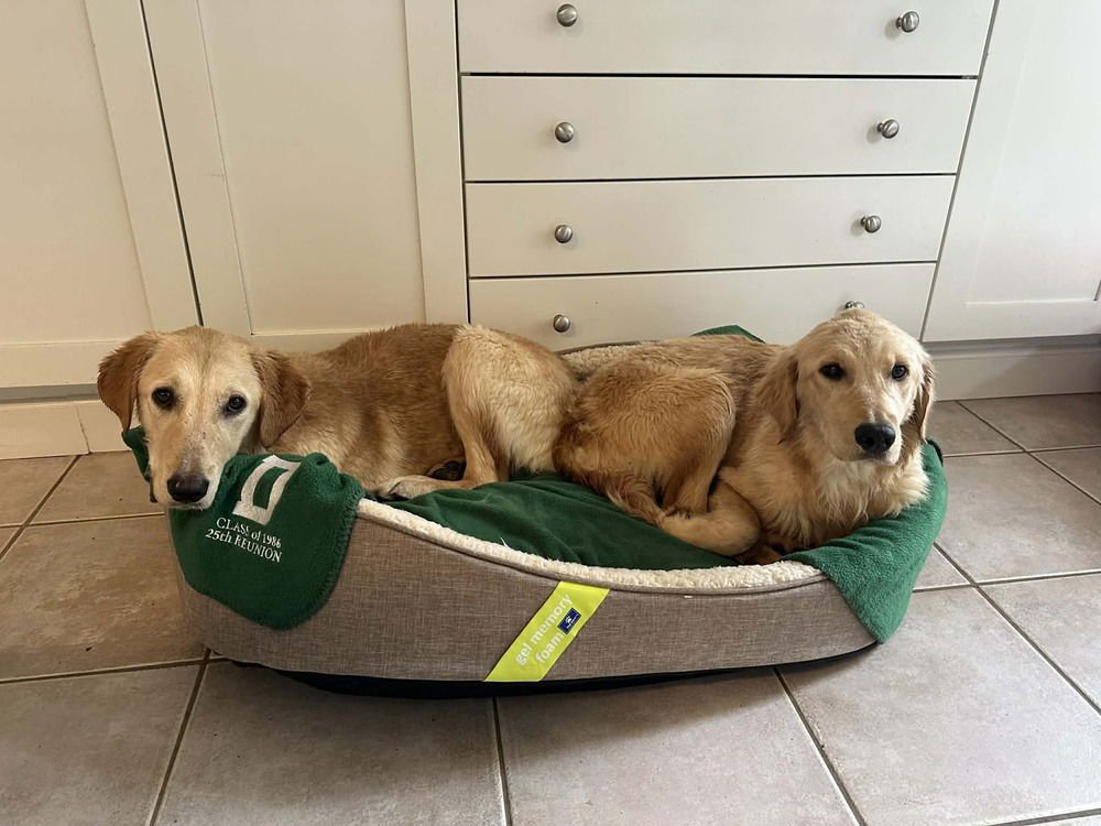 BEAUPRE / DAISY - Labrador Retriever / Terrier available for adoption