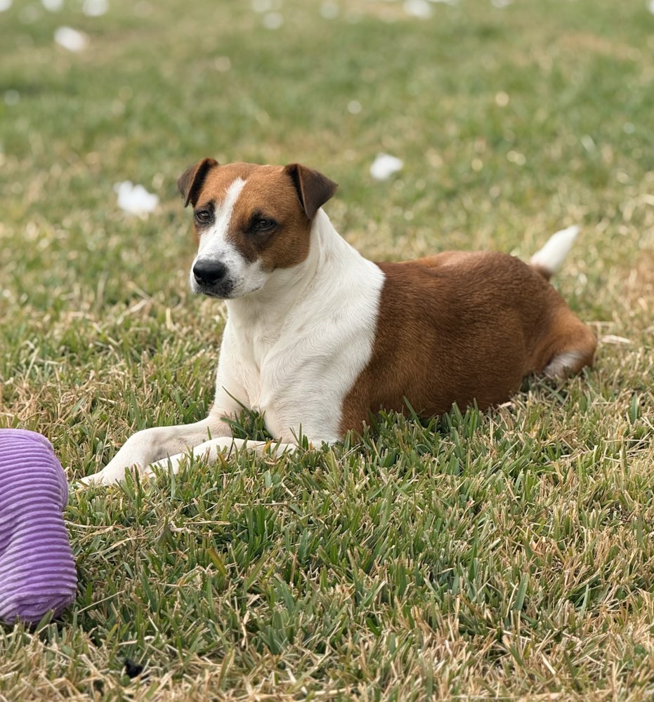 AHO / BETSY - Labrador Retriever / Terrier available for adoption
