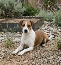 Aho / Betsy - Photo 1