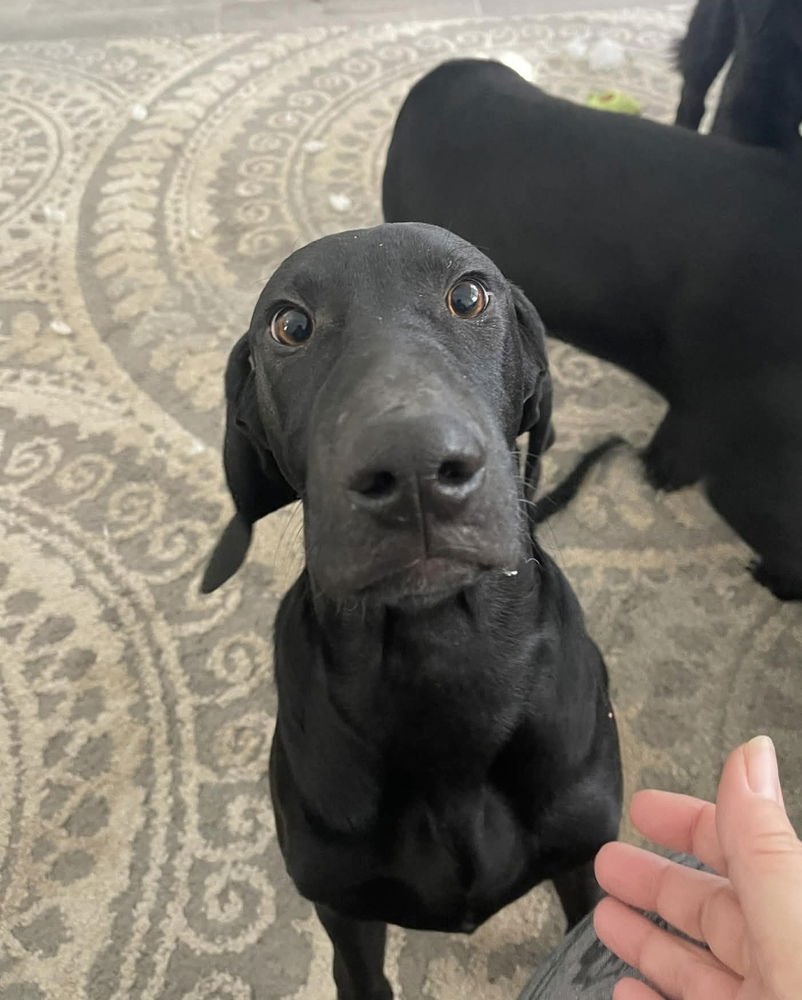 CAFFERY / DANTE - Labrador Retriever / Terrier available for adoption