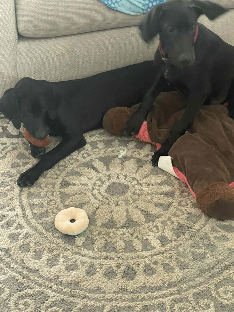 CAFFERY / DANTE - Labrador Retriever / Terrier available for adoption