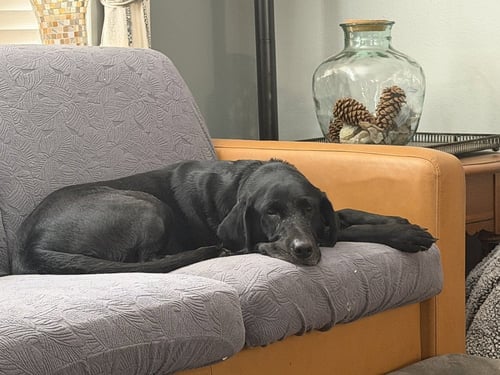 DAOUST / SADIE - Labrador Retriever available for adoption