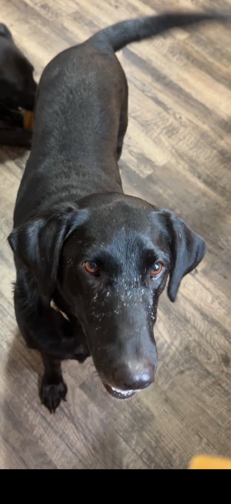 DAOUST / SADIE - Labrador Retriever available for adoption