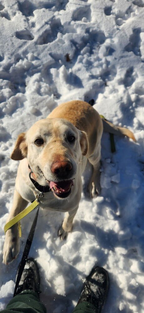 BOYCHUKE / YVETTE - Labrador Retriever available for adoption