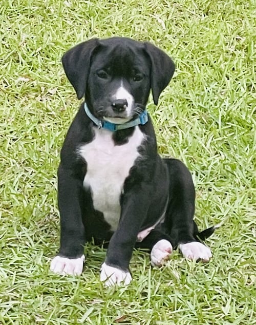 CONNOLLYYE / JOLLY - Labrador Retriever / Terrier available for adoption
