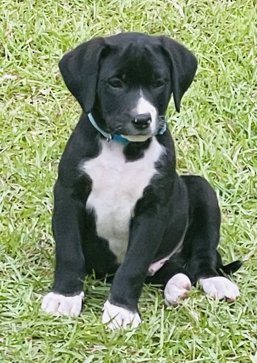 CONNOLLYYE / JOLLY - Labrador Retriever / Terrier available for adoption