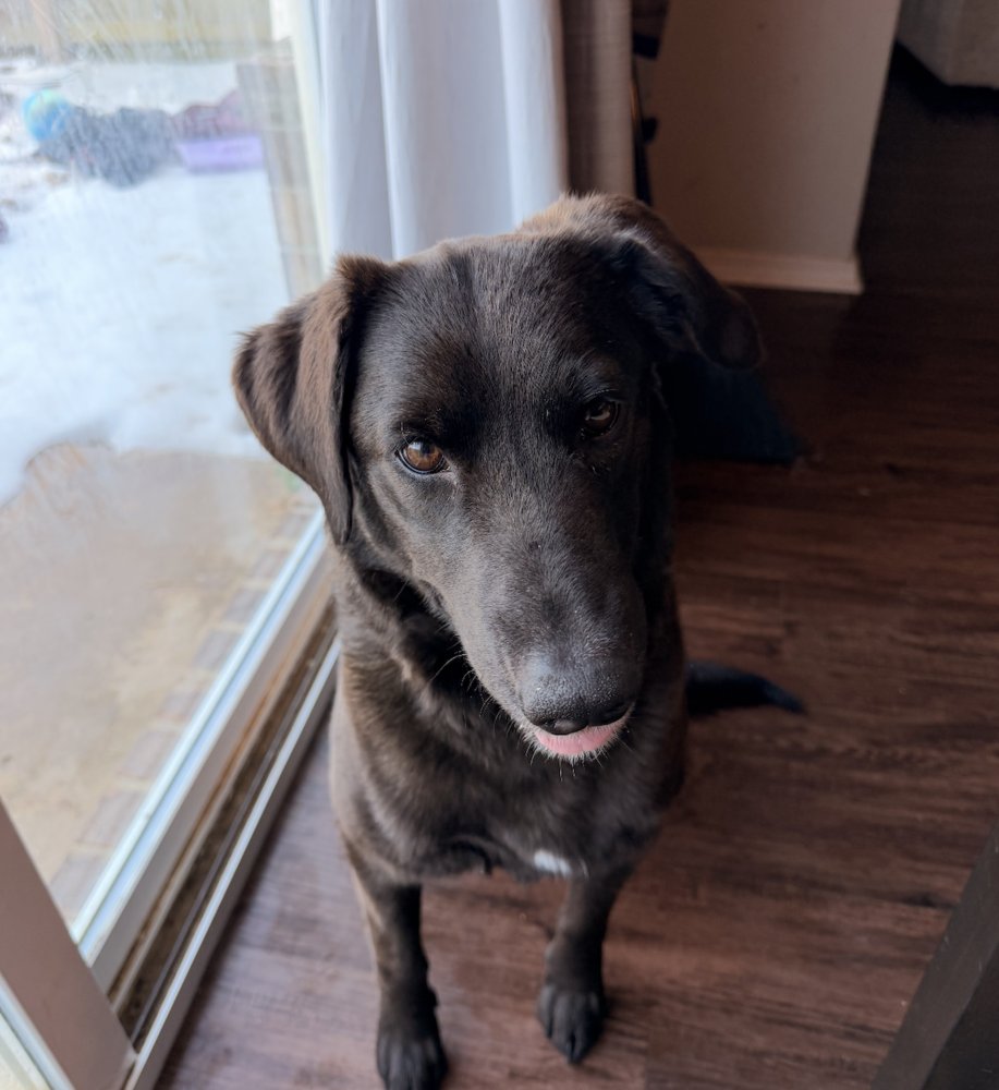 CAMPEAU / COCOA - Labrador Retriever available for adoption