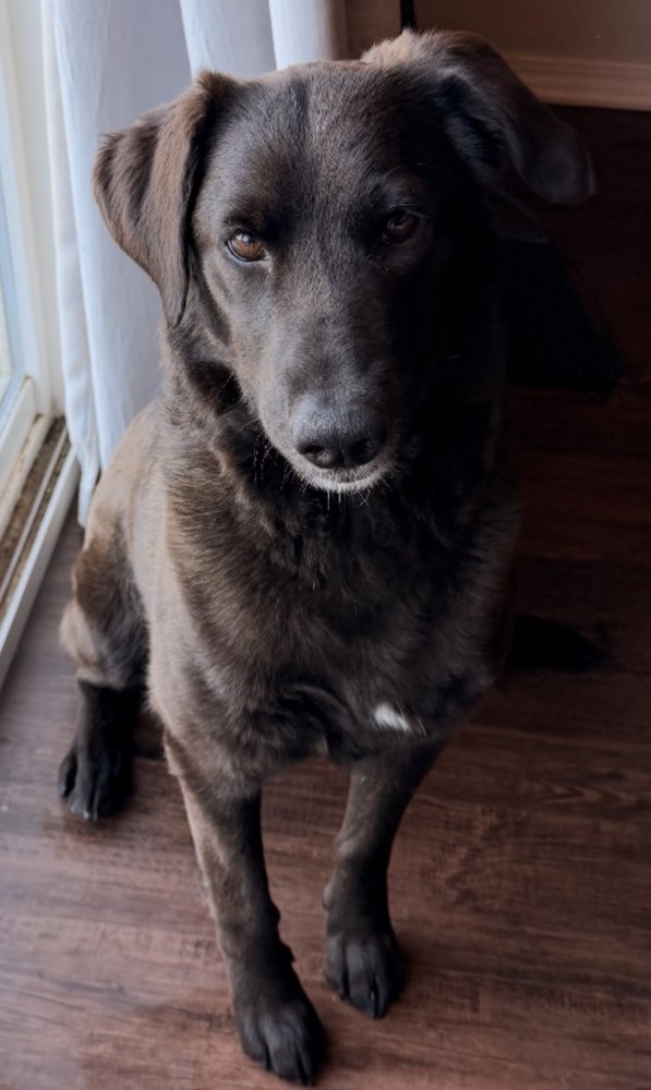 CAMPEAU / COCOA - Labrador Retriever available for adoption