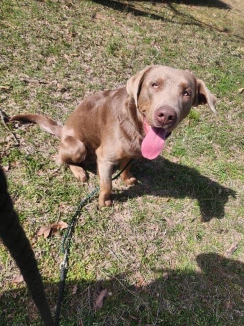 COLBORNE / BEAU - Labrador Retriever available for adoption