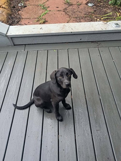 COOLEYE / OPAL - Labrador Retriever available for adoption