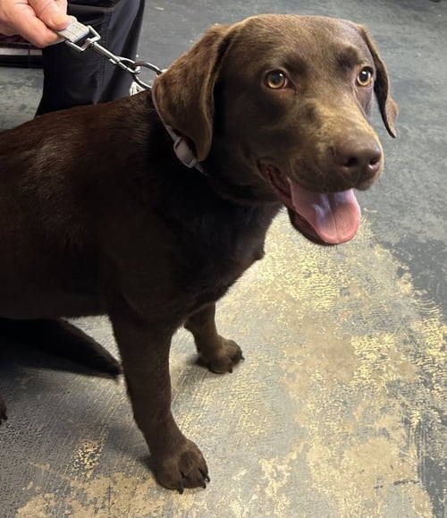 CRAMAROSSA / COCO - Labrador Retriever available for adoption