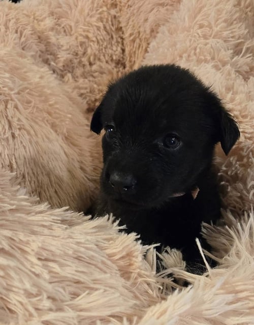 DEWITT / TINKER BELLE - Labrador Retriever / Terrier available for adoption