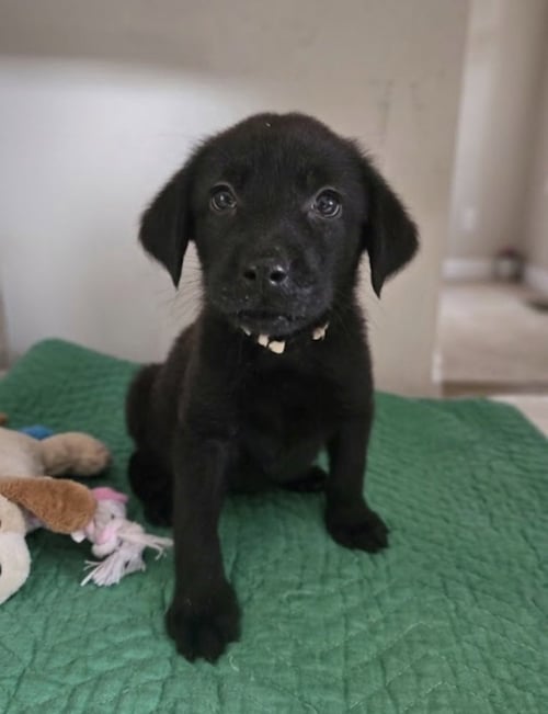 DEWITT / TINKER BELLE - Labrador Retriever / Terrier available for adoption