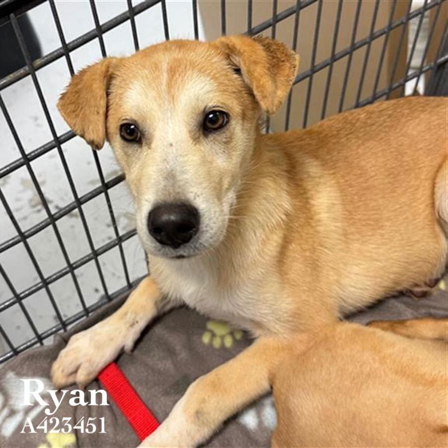 CASSOLATO / RYAN - Labrador Retriever / Terrier available for adoption