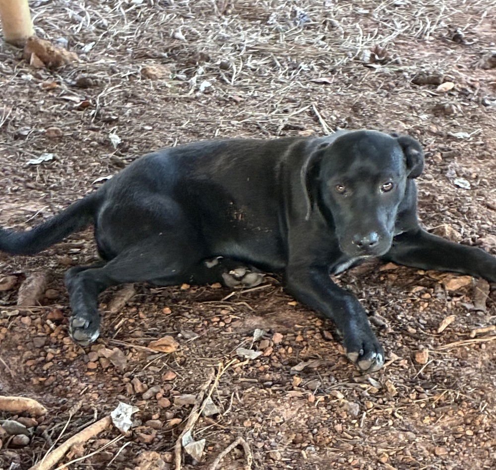 CAUFIELD / HUCKLEBERRY - Labrador Retriever / Terrier available for adoption