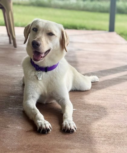 CRAIGGEY / JOJO - Labrador Retriever / Terrier available for adoption