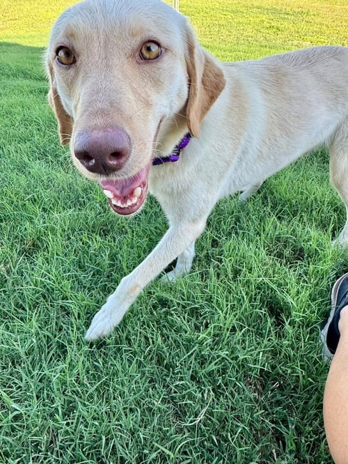 CRAIGGEY / JOJO - Labrador Retriever / Terrier available for adoption