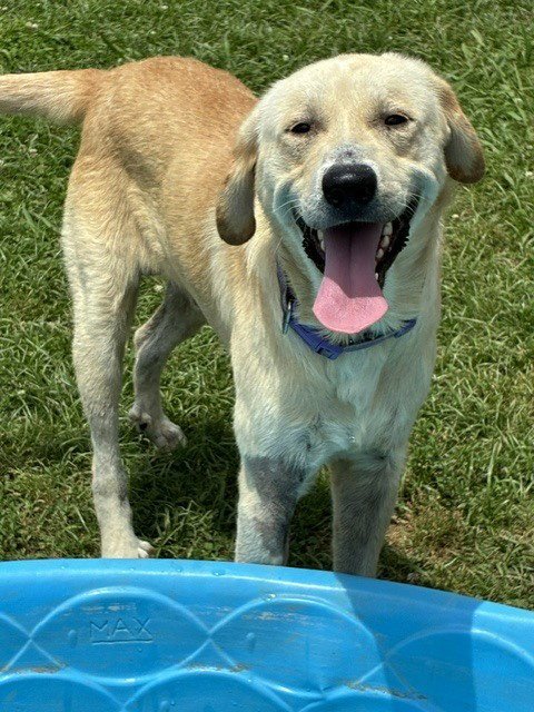 DANIELSSON / PEPAW - Golden Retriever / Terrier for adoption in Westminster