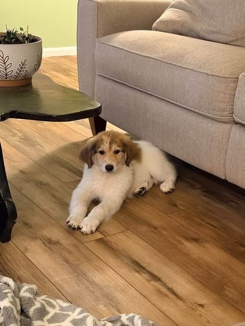 DONNEWES / RAVEN - Labrador Retriever / Terrier for adoption in Thornton