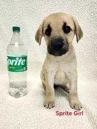 Cimetta / Sprite - Photo 1