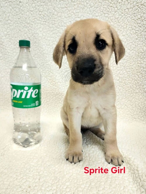 CIMETTA / SPRITE - Labrador Retriever / Terrier available for adoption