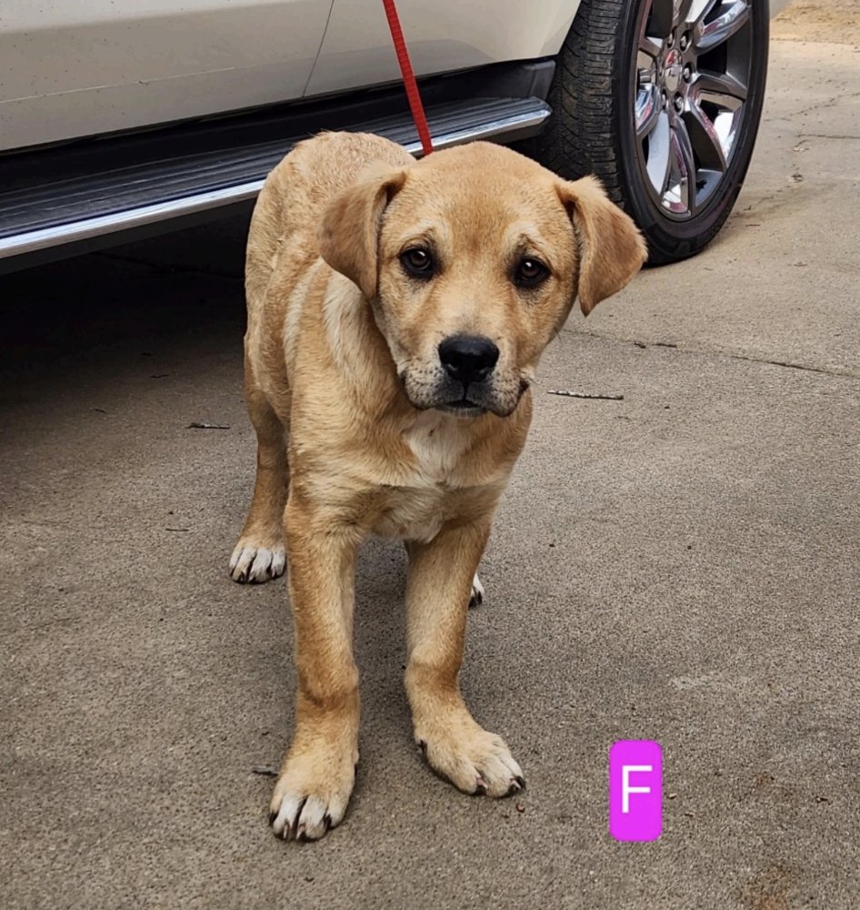 CHRISTIANSEN / DAISY - Labrador Retriever / Great Pyrenees available for adoption