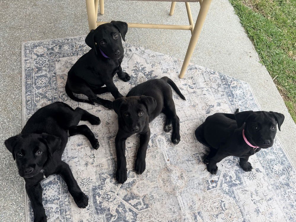 CARDIN / LOUIE - Labrador Retriever / Terrier available for adoption