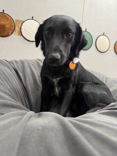 CAMAZZOLA / MAMA BLOSSOM / NOONIE - Golden Retriever / Terrier available for adoption