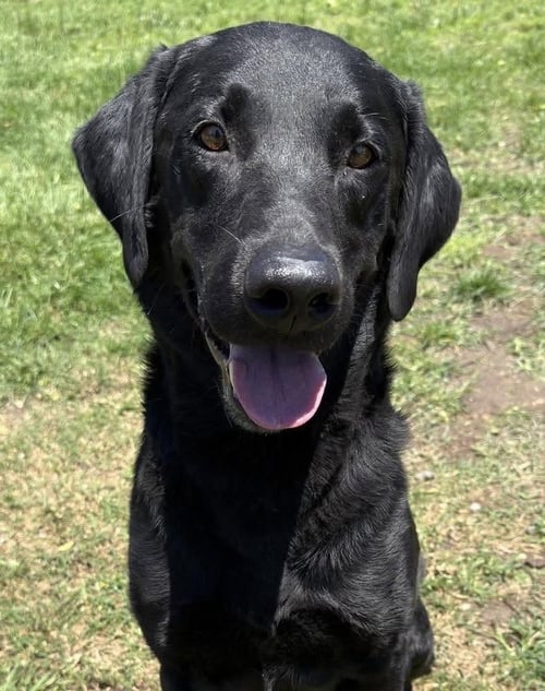 CRACKNELL / CEDRIC - Labrador Retriever available for adoption