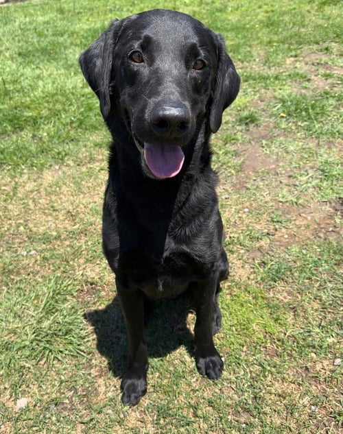 CRACKNELL / CEDRIC - Labrador Retriever available for adoption