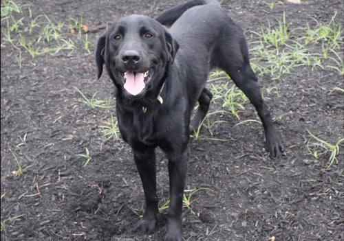 COUSINSEE / BETTY - Labrador Retriever available for adoption