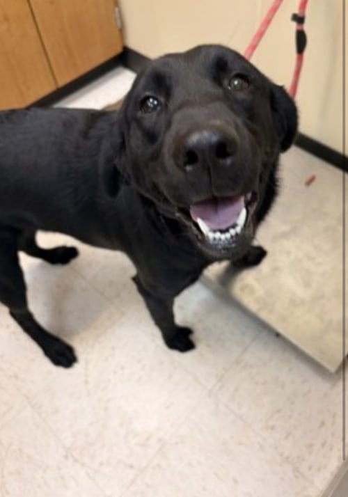 COUSINSEE / BETTY - Labrador Retriever available for adoption