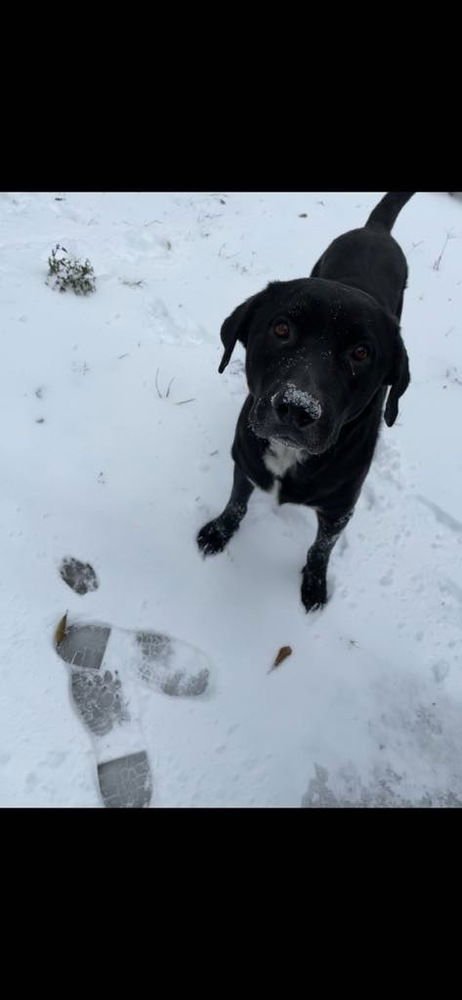 CAMMALLERI / PONGO / HOOCH - Labrador Retriever available for adoption