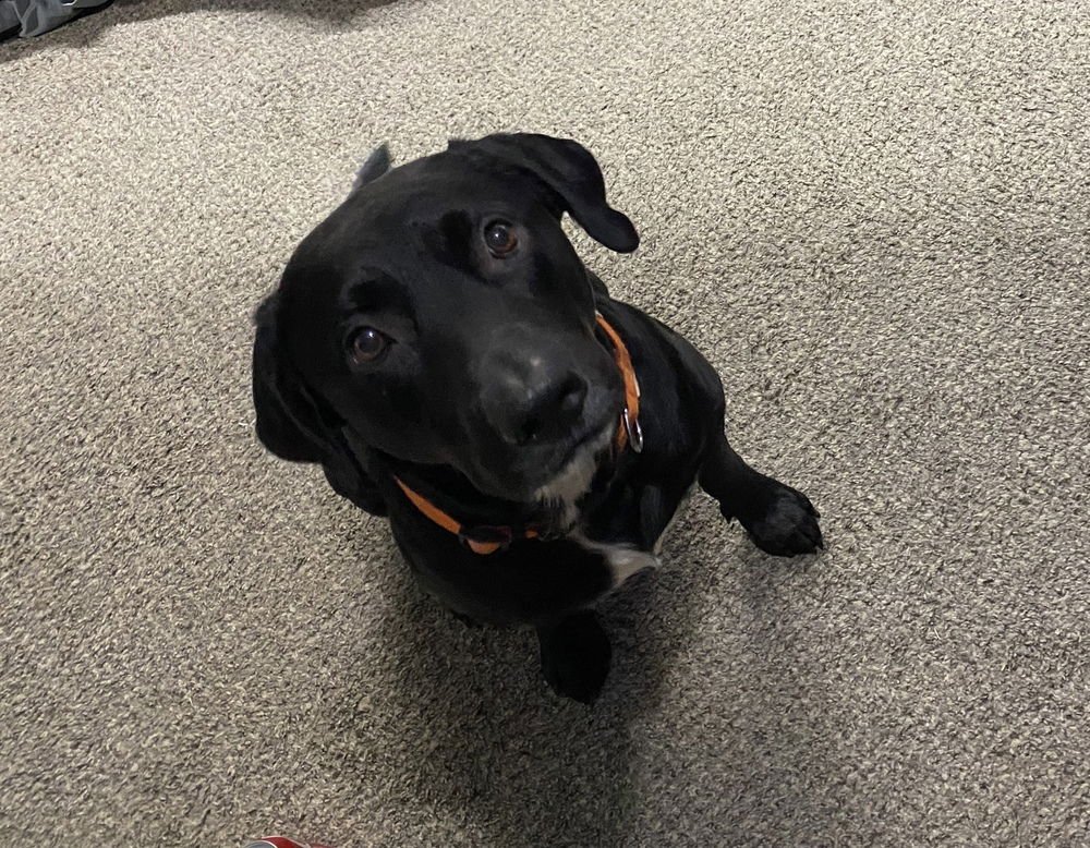 CAMMALLERI / PONGO / HOOCH - Labrador Retriever available for adoption