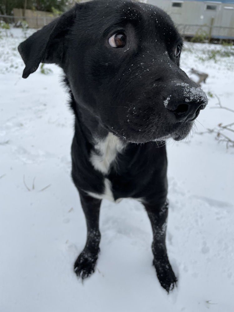 Cammalleri / Pongo / Hooch - Photo 3